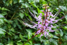 6 Manfaat Daun Kumis Kucing, Bisa Mengatasi Batu Ginjal dan Menurunkan Darah Tinggi