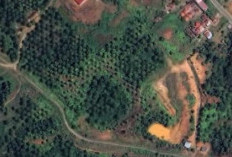 30 Tahun Tanpa Kontribusi, Warga Seluma Timur Tolak Perpanjangan HGU PT Berkelindo Jaya Pratama