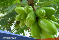 Rahasia Manfaat Belimbing Wuluh untuk Kesehatan, Begini Cara Mengolahnya