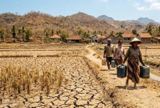 Ancaman Kemarau 2026: Datang Lebih Cepat, Lebih Lama dan Lebih Kering