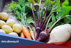 Cara Menyulap Tanah Gambut Jadi Lahan Subur untuk Sayuran dan Palawija