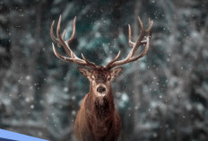 Mitos Tanduk Rusa di Rumah, Pertanda Buruk atau Justru Keberuntungan?