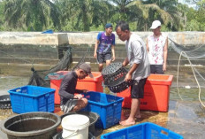 DKP Kota Bengkulu Siapkan Panen 1 Ton Lele Jelang Lebaran 2026, Dukung Ketersediaan Konsumsi Ikan