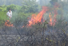 Lahan di Bandara Mukomuko Terbakar, Diduga Akibat Putung Rokok