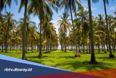 Daerah Penghasil Kelapa Terbesar di Indonesia, Sulawesi Utara Masuk Daftar