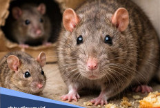 Aroma yang Tidak Disukai Tikus, Gunakan untuk Usir atau Cegah Tikus Masuk ke Rumah