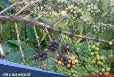 Petani Kopi Dibikin Repot dengan Penyakit Antraknosa, ternyata Begini Cara Mengatasinya