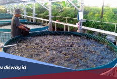 Mulai Budidaya Lele dari Rumah, Modal Terjangkau dan Cocok untuk Pemula