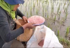 Dinas Pertanian Lebong Pastikan KP3 Turun ke Kios Pantau Ketersediaan Pupuk