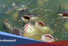 Penyebab Budidaya Lele Mati Massal di Kolam Rumah dan Cara Mencegahnya