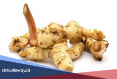 Manfaat Luar Biasa Lengkuas untuk Obati Panu, Begini Cara Mengolahnya