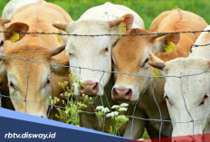 Estimasi Harga Hewan Kurban Jenis Kambing dan Sapi Berdasarkan Tren Pasar Mei 2026