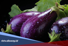 Tips Menanam dan Merawat Terung di Halaman Rumah agar Subur dan Rajin Berbuah