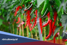 Cara Membuat Pupuk Alami agar Tanaman Cabai Berbuah Lebat 