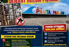 Tebang Pohon Cemara Laut di Pantai Panjang, Satpol PP Bengkulu Panggil Oknum Warga