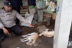 Petani di Kabupaten Kepahiang Tersambar Petir di Kebun, 2 Ekor Anjing Mati