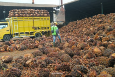 Update Harga TBS Kelapa Sawit di PKS Seluma Hari Ini Naik, Ini Daftarnya