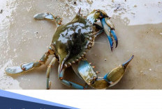 Mitos Makan Kepiting saat Hamil, Dapat Membawa Nasib Buruk? 