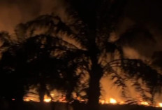 Lahan Perkebunan Sawit di Pasar Seluma Terbakar