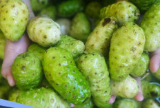 Buah Hijau Kaya Khasiat, Ini Manfaat Buah Duku untuk Kesehatan