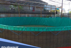 Jangan Salah, Ini Hitungan Jumlah Bibit Ikan Nila untuk Kolam Bundar Berdasarkan Diameter 