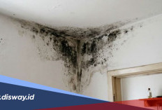 Cara Menghilangkan Jamur di Dinding Rumah agar Bersih dan Tidak Mudah Muncul Lagi