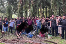 Tim Gabungan Polres Kaur Gerebek Sabung Ayam dan Dadu di Tanjung Kemuning