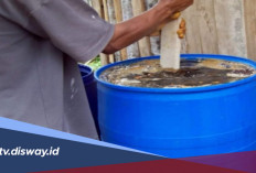 Cara Membuat Pupuk Organik Cair Sendiri untuk Melebatkan Buah Kelapa Sawit di Lahan Gambut
