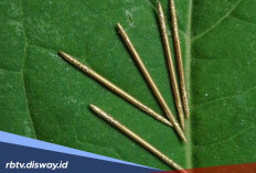 Ngeri! Ini Dosa Bagi Orang yang Pakai Susuk, jika Terlanjur Pakai Begini Cara Bertaubatnya