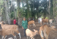 Cegah PMK, Warga Desa Penago Baru Seluma Masih Takut Ternak Sapi Disuntik Vaksin