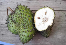 Jarang Disadari, Ini 7 Manfaat Buah Sirsak untuk Kesehatan Tubuh