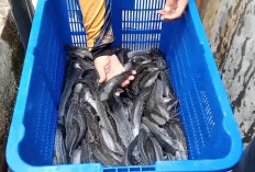 Terobosan Terbaru DKP Kota Bengkulu, Target Sumbang PAD Rp200 di Tahun 2026