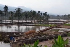 Musim Tanam saat Kemarau, Petani Lebong Diminta Hemat Air