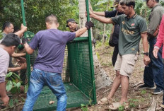 Beruang Mangsa 6 Ekor Anjing, BKSDA Provinsi Bengkulu Pasang Perangkap di Bengkulu Tengah