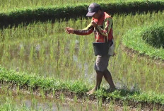 Rincian Kuota Pupuk Subsidi Bengkulu Utara 2026, Urea Hampir Aman, NPK Masih Kurang