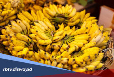 Jangan Asal Simpan, Ini Rahasia Menyimpan Pisang di Rumah agar Tidak Cepat Busuk
