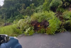 Breaking News: Jalan Curup Muara Aman Tertimbun Longsor, Lokasi di Desa Talang Ratu Tak Bisa Dilintasi