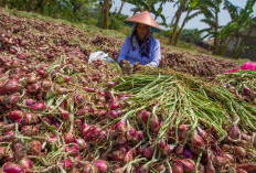Prospek Keuntungan Jadi Petani Bawang Merah, Hasil Penjualan 100 Persen dari Biaya Produksi