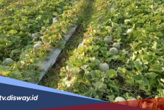Panduan Pemupukan dan Perawatan Tanaman Melon agar Panen Maksimal