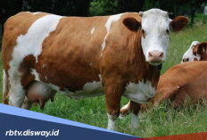 Jangan Tunggu Sapi Lemas, Kenali Gejala Penyakit Jembrana