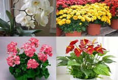 5 Tanaman Hias yang Memiliki Kelopak Bunga Indah Cocok untuk Sudut Ruang Tamu