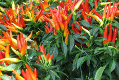 Begini Perhitungan Keuntungan Tanam 100 Cabe Rawit, Cocok untuk Pendapatan Sampingan