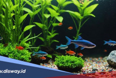 Panduan Memelihara Ikan Hias untuk Pemula, Apa saja Rahasianya?