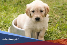 Cara Jitu Latih Anjing agar Pup di Toilet, Sudah Coba?