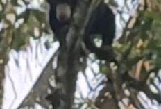 Warga Suro Bali Kepahiang Heboh, Ada Beruang Masuk Kebun Warga