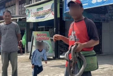 Cerita Pria di Pasar Kepahiang Tewas Digigit Kobra, Sempat Diduga Pawang Ular