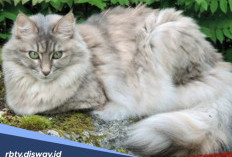Biar Gak Bingung, Ini Cara Merawat Kucing Anggora agar Tumbuh Sehat dan Makin Menawan 