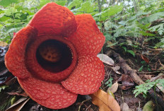 Lebih Tiga Bulan Menghilang, Bunga Rafflesia Kemumu Akhirnya Kembali Mekar