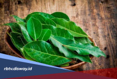 Ambil Manfaat Daun Salam untuk Kesehatan, Begini Cara Mengolahnya