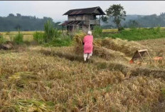 37 Unit Pompa Air Segera Disalurkan ke Petani Rejang Lebong